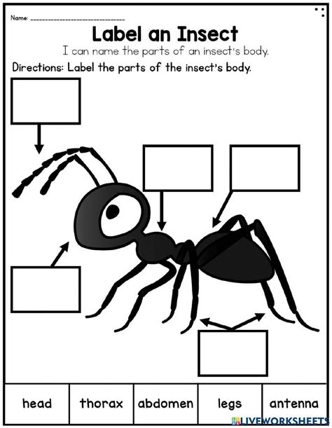 Printable Parts Of An Insect Worksheet