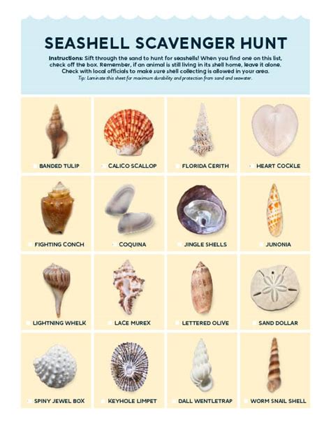 Printable Seashell Identification Chart
