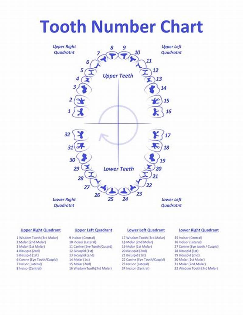 Printable Tooth Chart Numbers