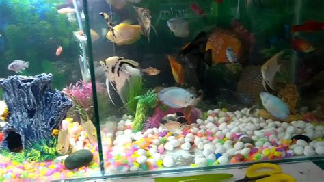 Prisha Aquarium & Pet Shop