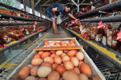 Produksi Telur Ayam