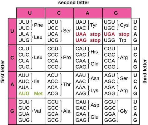 Protein Coding Chart