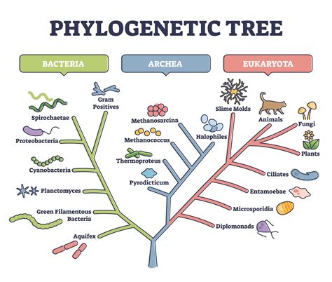 Proteins and Evolutionary Relationships