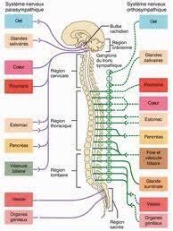 Prunet David à Anse