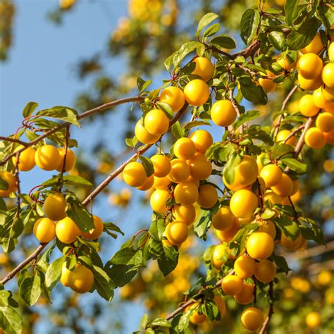 Pruniers à Pruniers