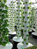 Pruning a vertical hydroponic garden