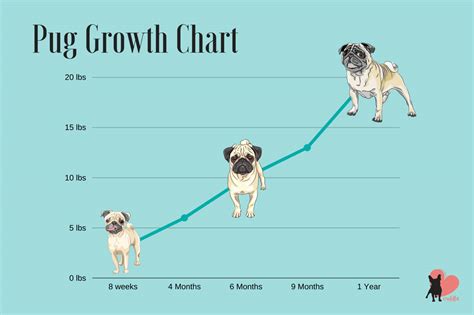 Pug Dog Size Chart