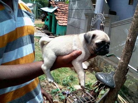 Pug puppies for sale in chennai
