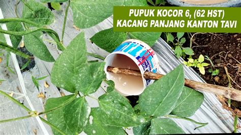 Pupuk Kocor Kacang Panjang Indonesia