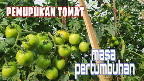 Pupuk untuk tomat di Indonesia