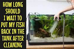 Putting Fish back in Tank