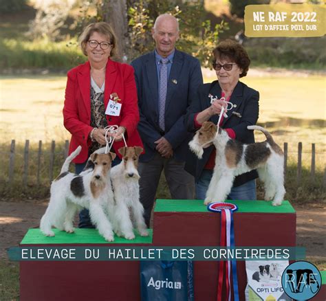 Réunion des Amateurs de Fox-terriers à Zutkerque