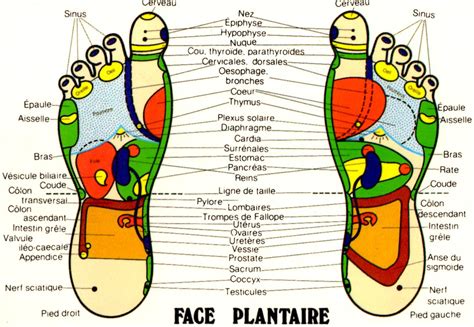 REFLEXOLOGIE PLANTAIRE à Dole