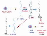 RNA replicase