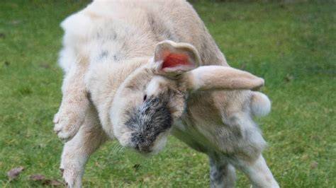 Rabbit Binkying