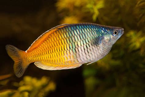Rainbowfish Fish