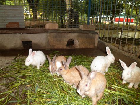 Raising Rabbit Farm
