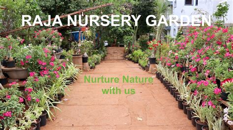 Raja Nursery Garden
