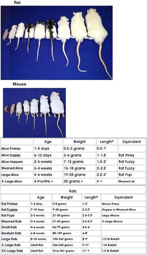 Rat Age Size Chart