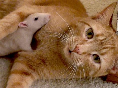 Rats 2 Cats