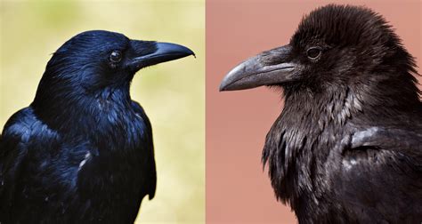 Ravens and Crows habitat