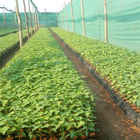 Rayalaseema Horticulture Nursery