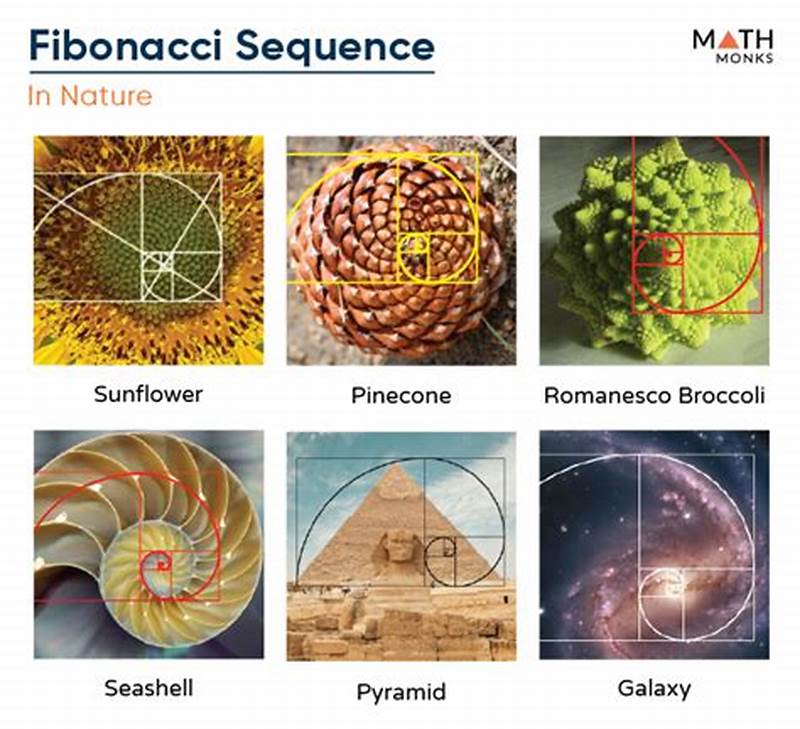 Real World Example Of Fibonacci Pattern