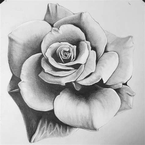 Realism Flower Drawing