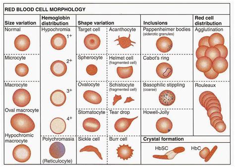 Red Blood Cell Morphology Chart