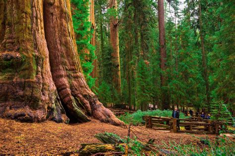 Redwood Trees & Landscapes