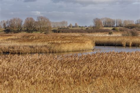 Reedbed Nature Reserve