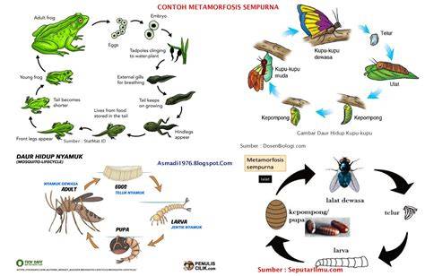 Berkembang Biak