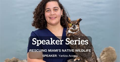 download Rescuing Miami