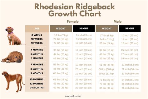 Rhodesian Ridgeback Growth Chart