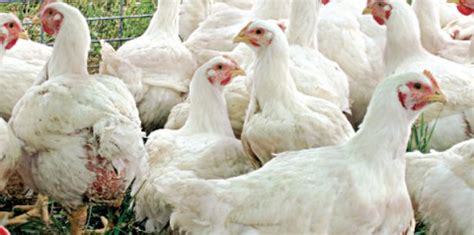 Rishu Poultry Farm