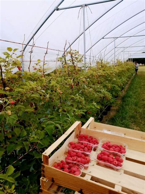 Rouges des Dômes à Joze