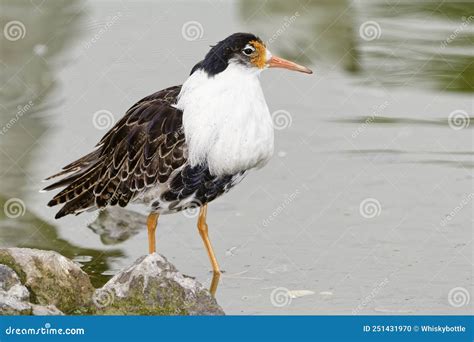 Ruff & Tuff (2017) film online, Ruff & Tuff (2017) eesti film, Ruff & Tuff (2017) full movie, Ruff & Tuff (2017) imdb, Ruff & Tuff (2017) putlocker, Ruff & Tuff (2017) watch movies online,Ruff & Tuff (2017) popcorn time, Ruff & Tuff (2017) youtube download, Ruff & Tuff (2017) torrent download