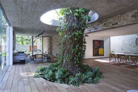 rumah kaca pohon di brazil