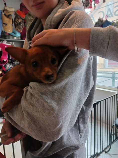 SAC A PATTES à Issoire