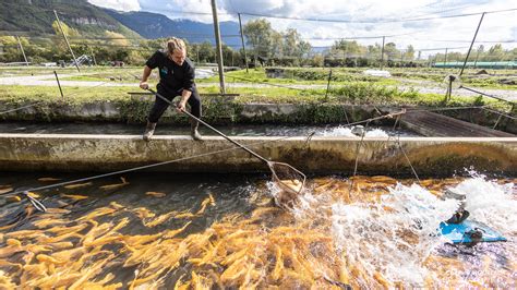 SCEA PISCICULTURES LE BLEQUIN à Affringues