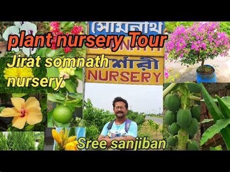 SOMNATH NURSERY PLANTS (ARUN)
