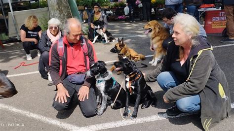 SOS DOG à Pujols
