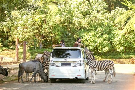 Safari Kendaraan Taman Safari Bogor