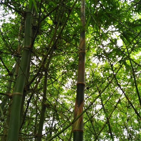 Sahyadri Bamboo Nursery