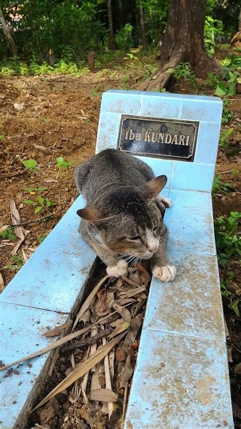 Sakamoto Membantu Kuburan Kucing