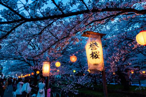 Festival Bunga Sakura di Jepang