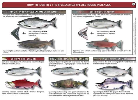 Salmon Identification Chart