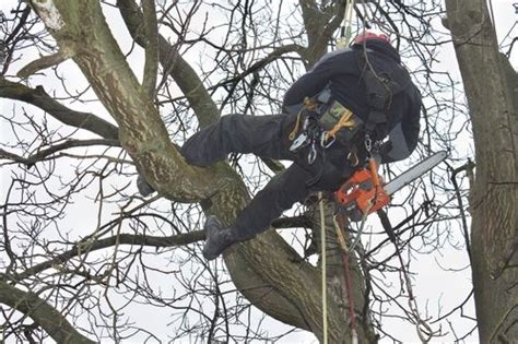 Sam Wass Tree Surgeons - Stump Grinding, Tree Services, Hedge Cutting, Firewood Nottinghamshire