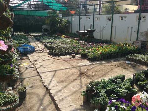 Sandeep nursery & plant service