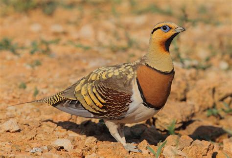Sandgrouse Travel & Expeditions